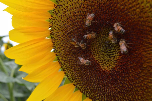 Πεδίο Ηλιοτρόπια Μέλισσες Επικονιάζουν Φυτά Ηλιόσποροι Βλάστηση Εποχή Συγκομιδής Μπλε — Φωτογραφία Αρχείου