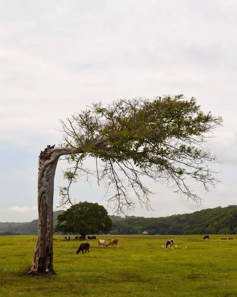 Tree struck by lightning, growth of the tree horizontally, cows grazing in the background, cloudy sky and mountains