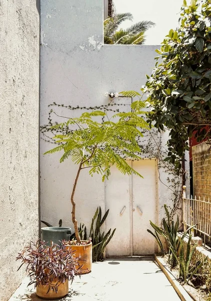Facade of a house with climber plants, ivy growing on the wall. Ecology and green living in city, urban environment concept. Guadalajara, Mexico