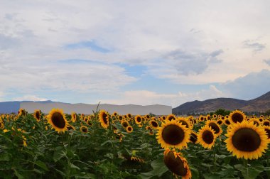 Ayçiçeği tarlası hasat etmek üzere, dağlı ayçiçeği tohumu ve arka planda açık gökyüzü, tarlada tozlaşan arılar..
