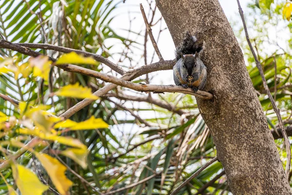 Portrait Grey Squirrel Sciurus Griseus Sitting Branch Isolated Green Holds — Photo
