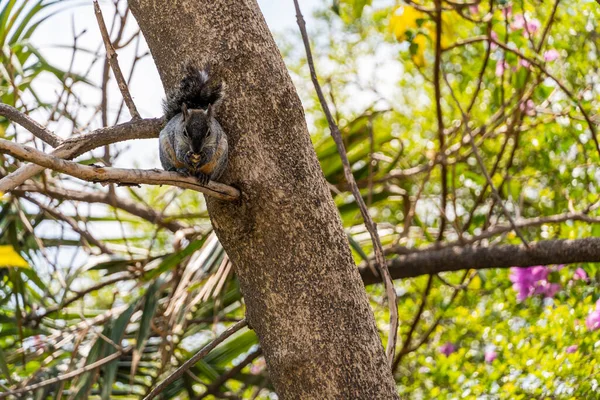 Portrait Grey Squirrel Sciurus Griseus Sitting Branch Isolated Green Holds — Fotografia de Stock