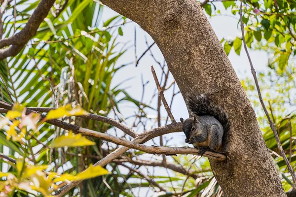 Portrait Grey Squirrel Sciurus Griseus Sitting Branch Isolated Green Holds — Fotografia de Stock