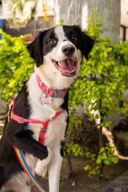 Happy dog on the street watching people passing by, family Sunday, salivating, out-of-focus vegetation in the background