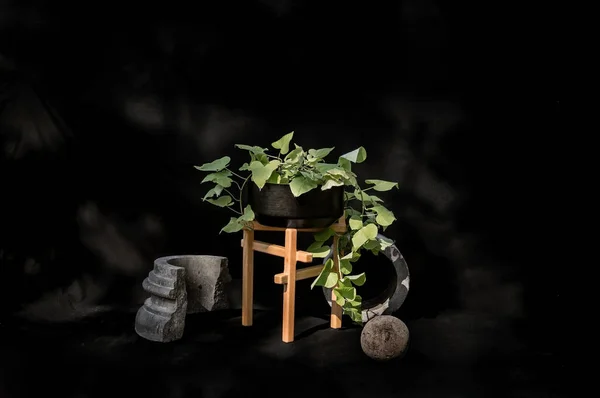Design Pots Plant Stone Materials Stone Terrazzo Metal Wood Designer — 图库照片