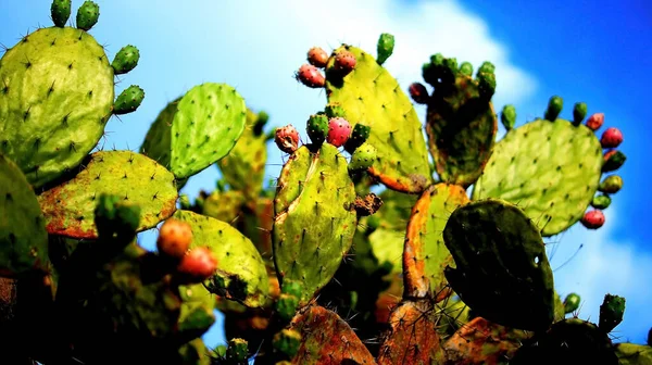Prickly pear cactus close up with fruit in red color, cactus spines. prickly pear cactus full of prickly pears, edible fruit, intense colors, blue sky, mexico, no people