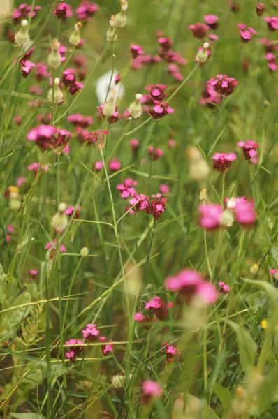 small pink flowers, field full of these flowers. small purple flowers, selective focus, full of grass and calving, for backgrounds, feeling of peace and tranquility, without people.