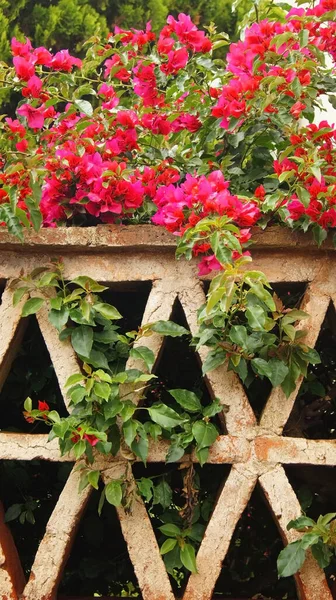 Brick Lattice Railing Top Plant Pink Flowers Color Intent Lattice — Zdjęcie stockowe