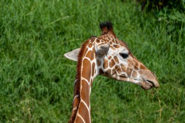 Giraffa camelopardalis reticulata giraffe's head, resting in the field, mexico, guadalajara
