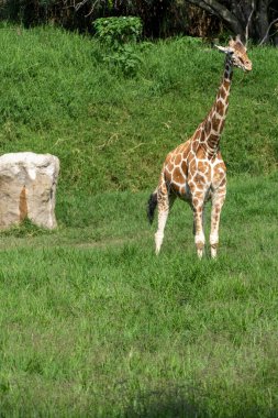 Giraffa camelopardalis reticulata giraffe standing looking for food in a green field full of vegetation, mexico, guadalajara