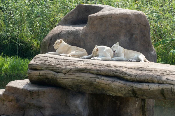 Panthera Leo Krugeri White Lionesses Resting Large Stones Three White — Stockfoto