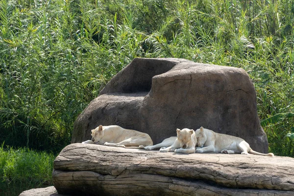 Panthera Leo Krugeri White Lionesses Resting Large Stones Three White — Stock Photo, Image