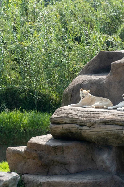 Panthera Leo Krugeri White Lionesses Resting Large Stones Three White — Stockfoto