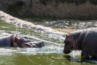Hippopotamus amphibius Hippo mother with her baby inside the refreshing water, guadalajara mexico