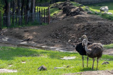 Struthio camelus two ostriches, looking for food on the hill inside the zoo, guadalajara mexico