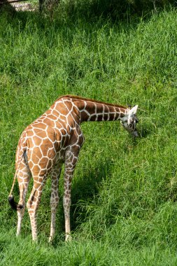 Giraffa camelopardalis reticulata giraffe standing looking for food in a green field full of vegetation, mexico, guadalajara
