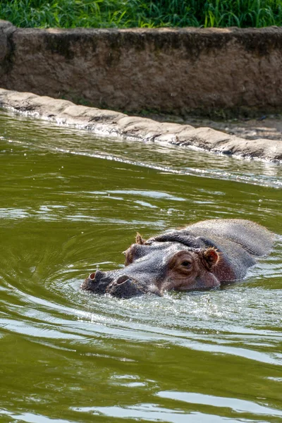 Hippopotamus Amphibius Hippo Refreshing Water Guadalajara Mexico — Stock Photo, Image