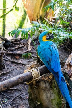 Ara ararauna altın mavisi papağan, mavi ve sarı renkler, yoğun renkler, bir dala tünemiş güzel bir kuş, Meksika guadalajara
