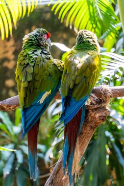 Amazona viridigenalis, kırmızı yüzlü bir papağan, poz veren ve ısıran, yeşil ve kırmızı tüylü güzel bir kuş, Meksika guadalajara