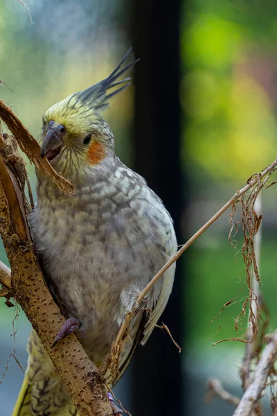 Nymphicus Hollandicus Uccello Colorato Con Bokeh Sullo Sfondo Ninfa Gialla — Foto Stock