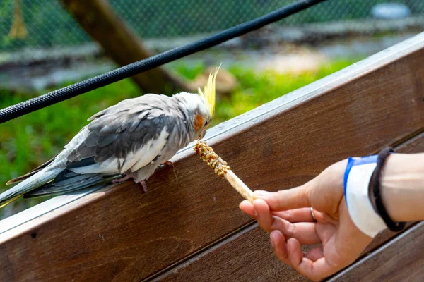 Nymphicus Hollandicus Jovem Mulher Dando Comida Pássaro Grãos Presos Pau — Fotografia de Stock