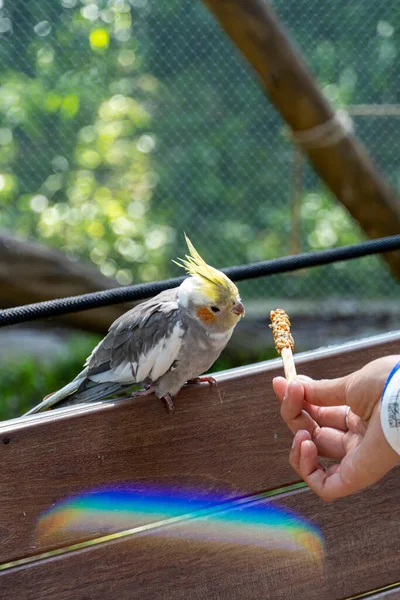 Nymphicus Hollandicus Giovane Donna Che Mangiare Uccello Cereali Bloccati Bastone — Foto Stock