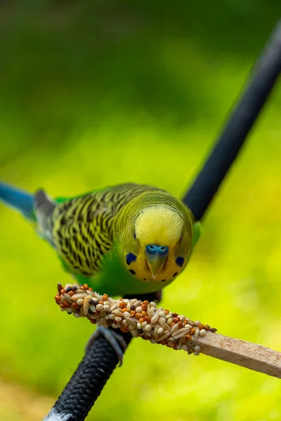 parakeet bird eating seeds standing on a wire, background with bokeh, beautiful colorful bird, mexico guadalajara