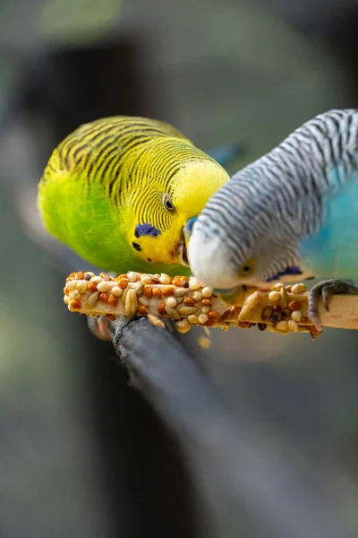 Παπαγάλος Πουλί Τρώει Σπόρους Στέκεται Ένα Σύρμα Φόντο Bokeh Όμορφο — Φωτογραφία Αρχείου