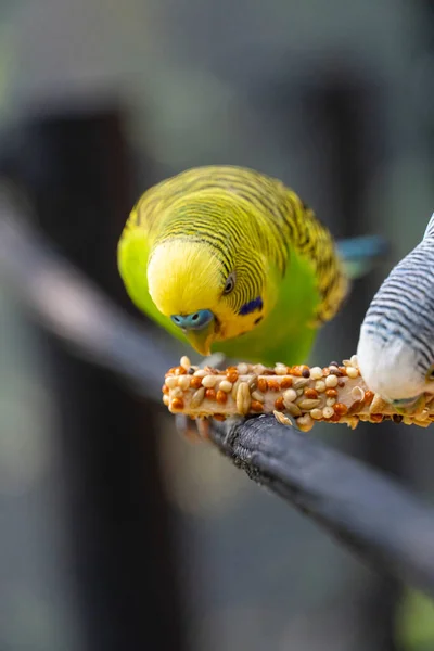 parakeet bird eating seeds standing on a wire, background with bokeh, beautiful colorful bird, mexico guadalajara