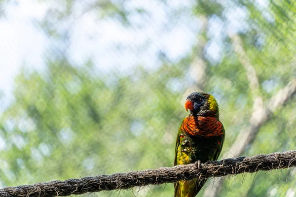 Trichoglossus Haematodus Haematodus Rainbow Lori Pássaro Que Tem Uma Combinação — Fotografia de Stock