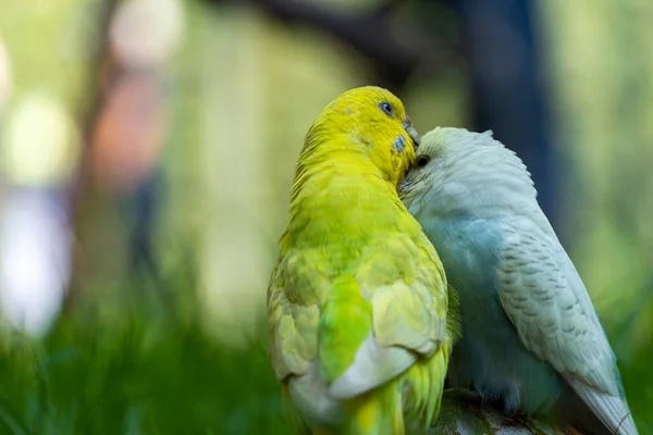 2つの愛する鳥 芝生で遊ぶ 1つの黄色い緑と1つの青い白 小さなパレード バックグラウンドボケメキシコ グアダラハラ — ストック写真