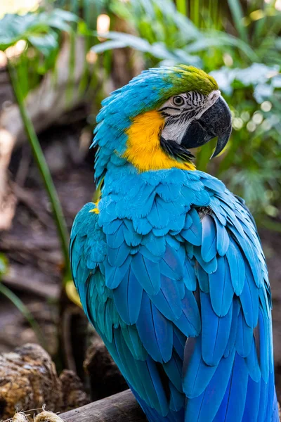 Ara ararauna golden blue macaw, blue and yellow colors, intense colors, beautiful bird perched on a branch, mexico guadalajara