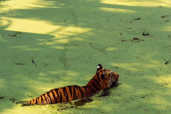 Bengálský Tygr Panthera Tigris Tigris Plavání Chladu Krásná Velká Kočka — Stock fotografie