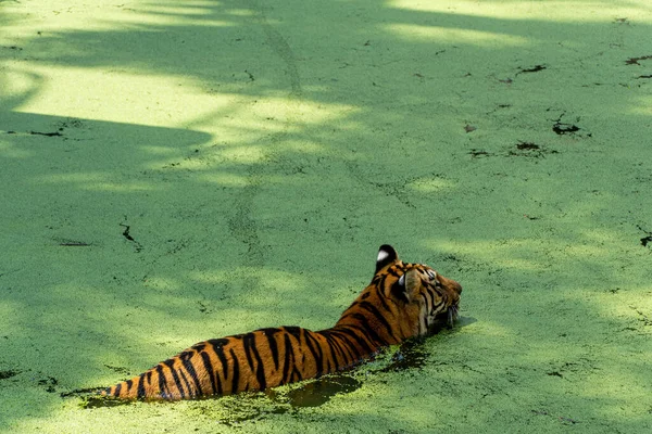Bengal Tiger Panthera Tigris Tigris Swimming Cool Beautiful Large Feline — Stock Photo, Image