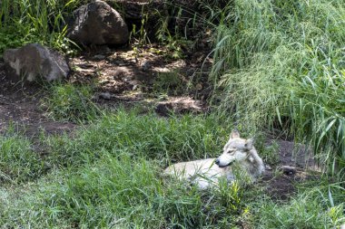Canis lupus mexican gray wolf at the zoo, behind a mesh containing it, guadalajara, mexico