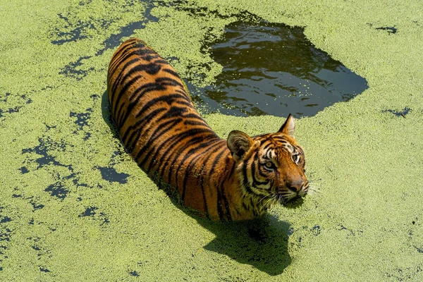 Bengaltiger Panthera Tigris Tigris Schwimmen Zur Abkühlung Schöne Großkatzen Mexiko — Stockfoto