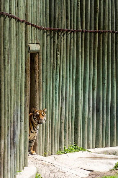 Panthera Tigris Tigris Tigre Guckt Aus Seinem Tierheim Zoo Guadalajara — Stockfoto