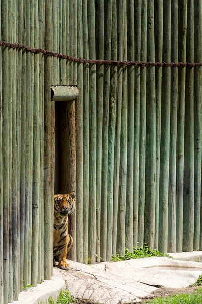 Two Bengal Tigers Panthera Tigris Tigris Walking Shelter Zoo Mexico — Stock Photo, Image