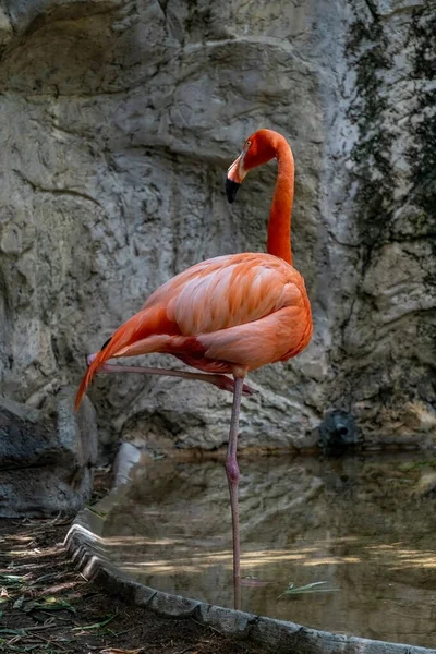 Flamingo Visto Cerca Detrás Una Cascada Animal Plumas Rosadas México — Foto de Stock