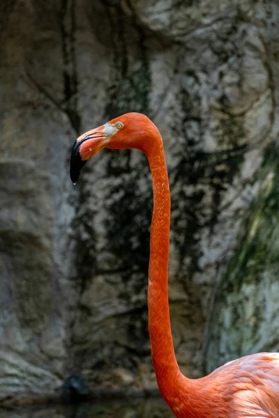 Phoenicopterus Ruber Flamingos Fountain Background White Tourist Train Passing Vegetation — Zdjęcie stockowe