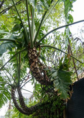 Arka bahçede büyük boy Philodendron Radiatum fabrikası. Meksika Latin Amerika 'ya