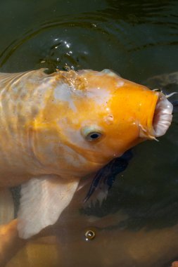 Cyprinus carpio koi, koi balığı yaklaş, beyazı ile altın rengi, ağzını aç yemek için, Meksika, guadalajara