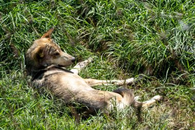 Canis lupus mexican gray wolf at the zoo, behind a mesh containing it, guadalajara, mexico
