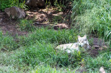 Canis lupus mexican gray wolf at the zoo, behind a mesh containing it, guadalajara, mexico
