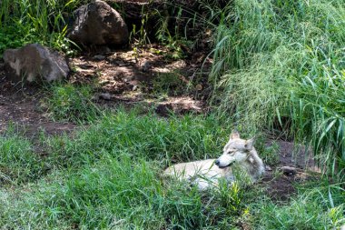 Canis lupus mexican gray wolf at the zoo, behind a mesh containing it, guadalajara, mexico