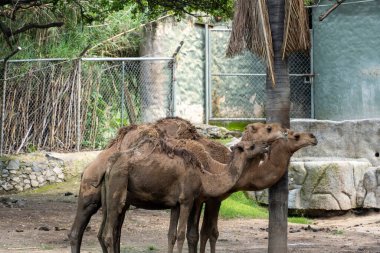 Kötü koşullarda hayvanat bahçesinde üç dromeraryum, Meksika,