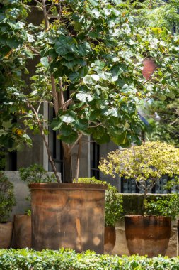 Etrafında ağaçlar, saksılar ve bitkiler olan büyük kil kaplar, Meksika, Latin Amerika