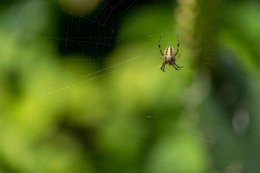 Yeşil ve güzel Bokeh Guadalajara, Jalisco, Meksika ile örümcek ağı örüyor.
