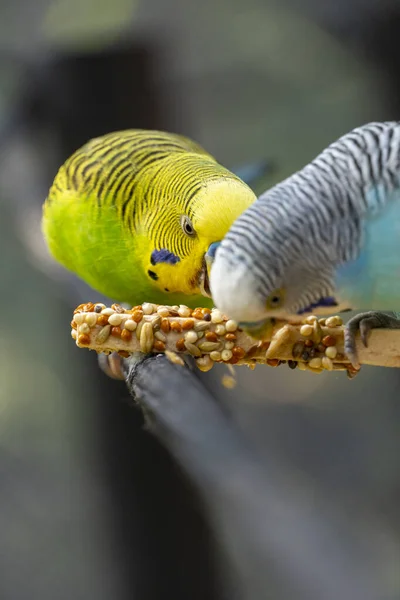 Papuga Ptak Jedzący Nasiona Stojące Drucie Tło Bokeh Piękny Kolorowy — Zdjęcie stockowe