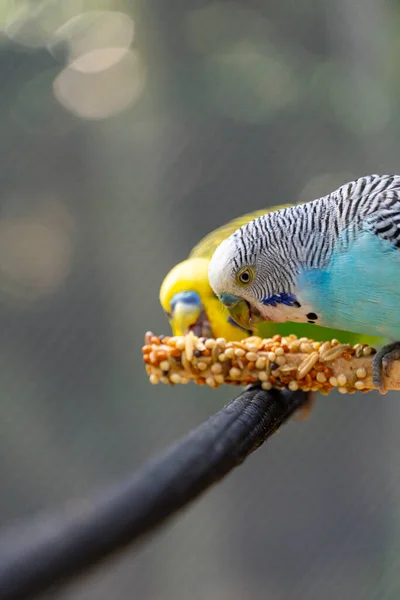 Periquito Pássaro Comendo Sementes Fio Fundo Com Bokeh Belo Pássaro — Fotografia de Stock